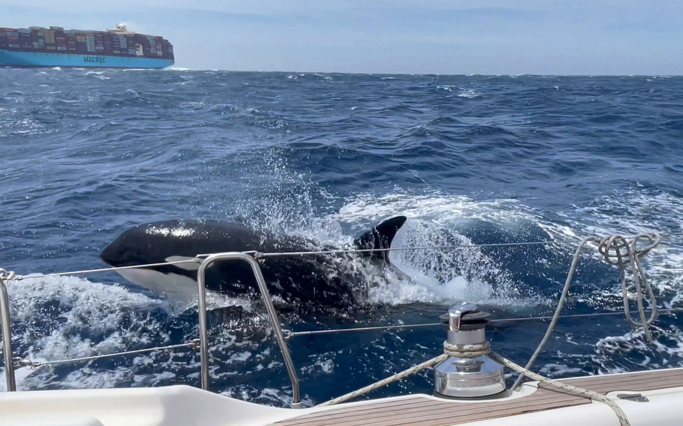 Coordinated Orca Attacks Sunk 3 Boats Off European Coast