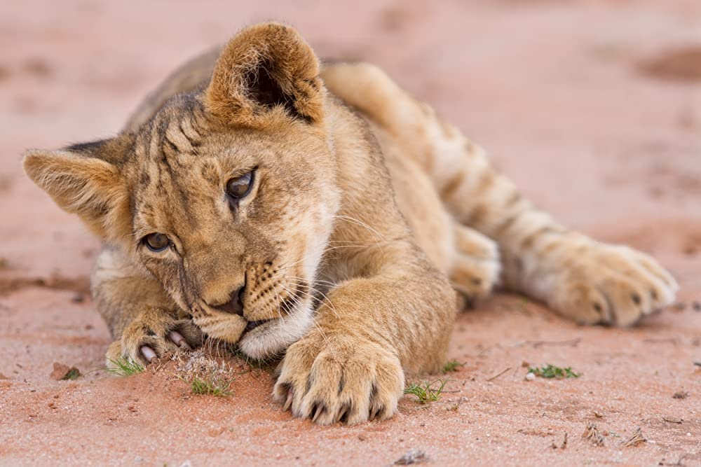 Lion cub resting on ground