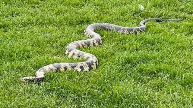 A Snake On The Grass