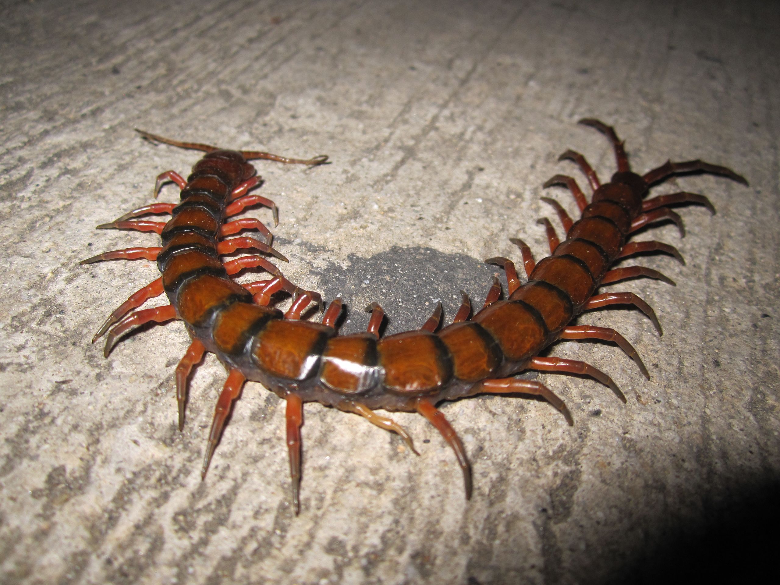 Scolopendra Gigantea - The Largest Centipede Ever Known