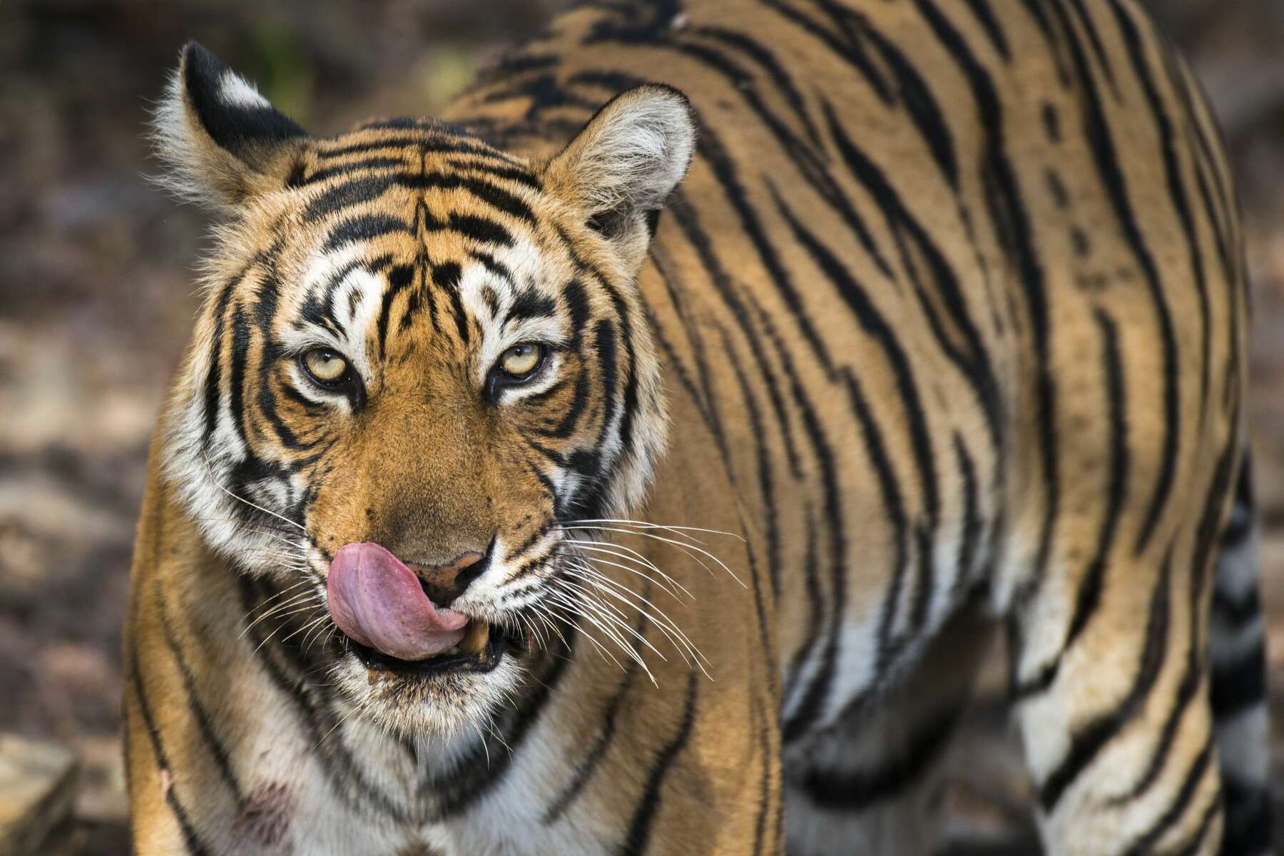 A Bengal Tiger Was Spotted Roaming Around A Town In Mexico
