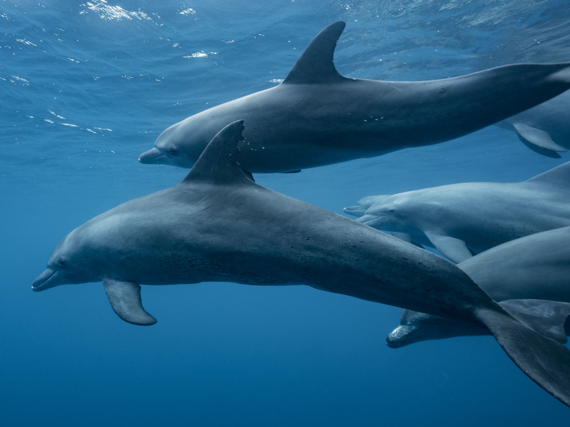 Dolphins Can Recognize Each Other Through One Another's Urine