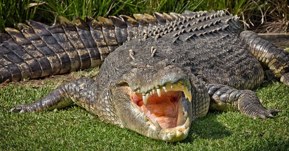 Saltwater Crocodile on the grassy ground with its mouth wide open