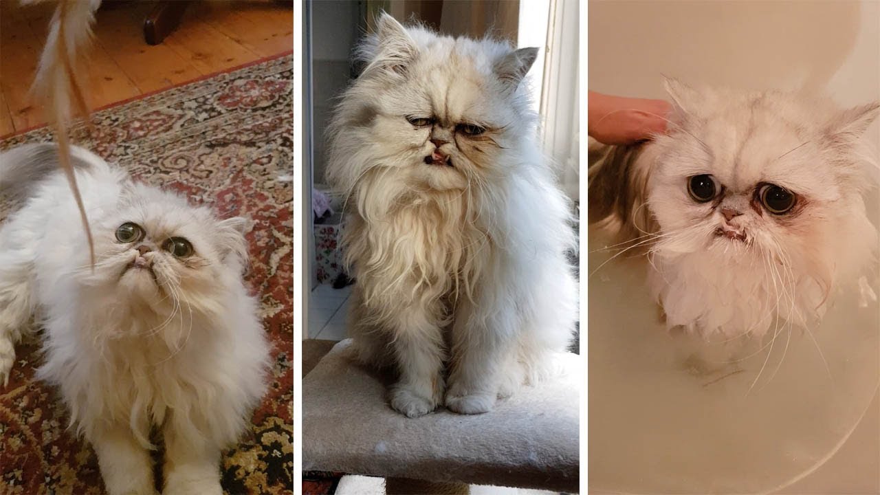 A Persian white cat named Wilfred chinchilla showing grumpy expressions