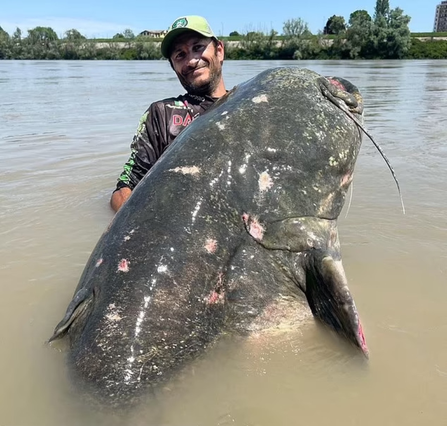 Monster Catfish Caught After 43 Minute Struggle In Italian River