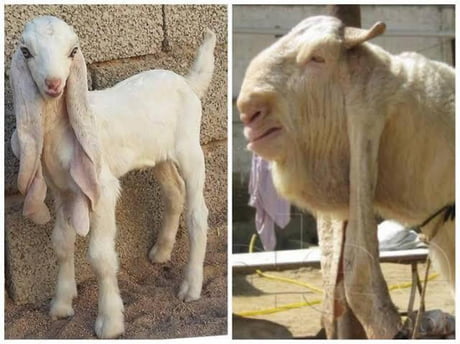Young And Old Versions Of Damascus Goats-From Looking Super Cute To A Weird Monster Look