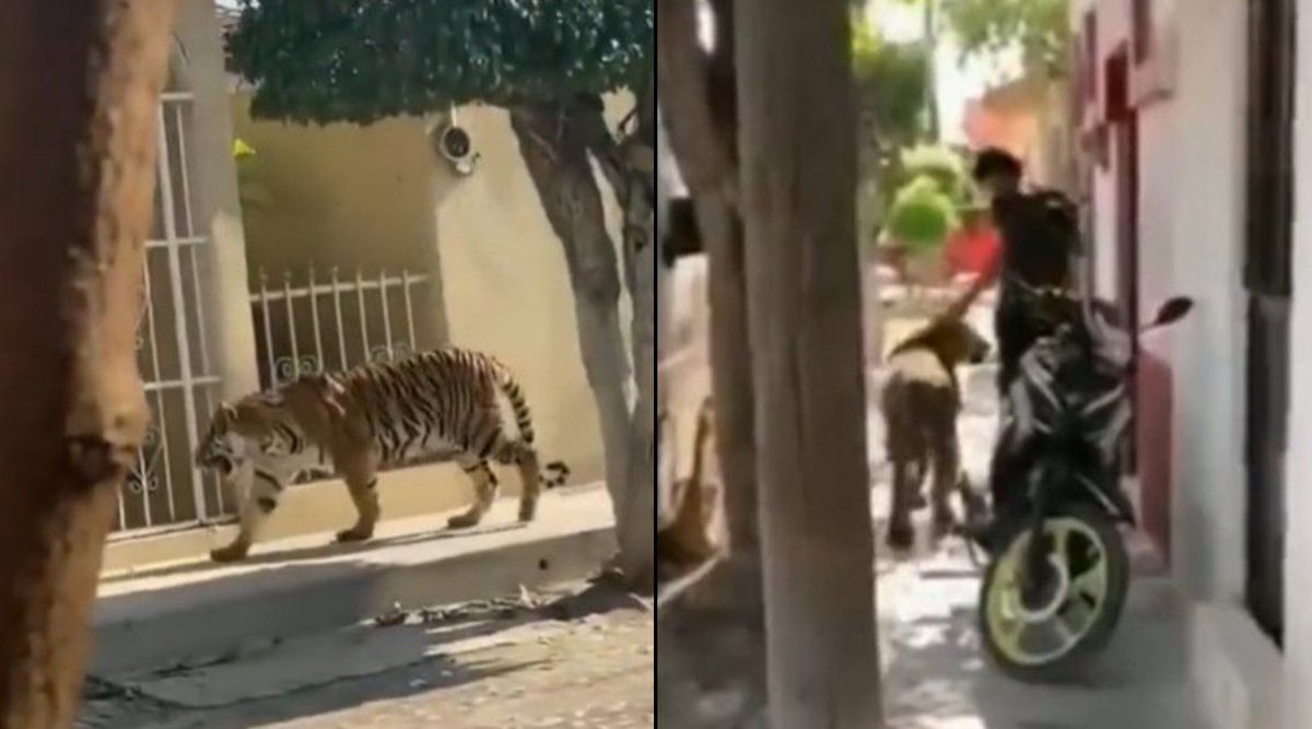 A Bengal tiger roaming in Mexico town; a man carrying the tiger with him