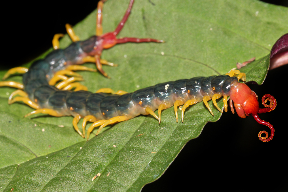 Grey and yellow giant centipede insect on a leaf