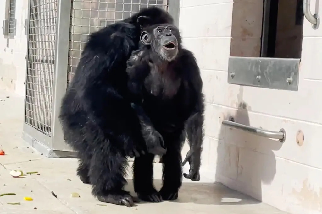Heartwarming Video Captures Lifelong Caged Vanilla The Chimp, Witness The Sky For First Time