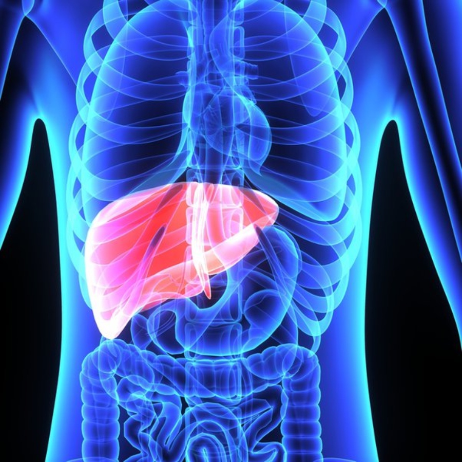 Liver highlighted