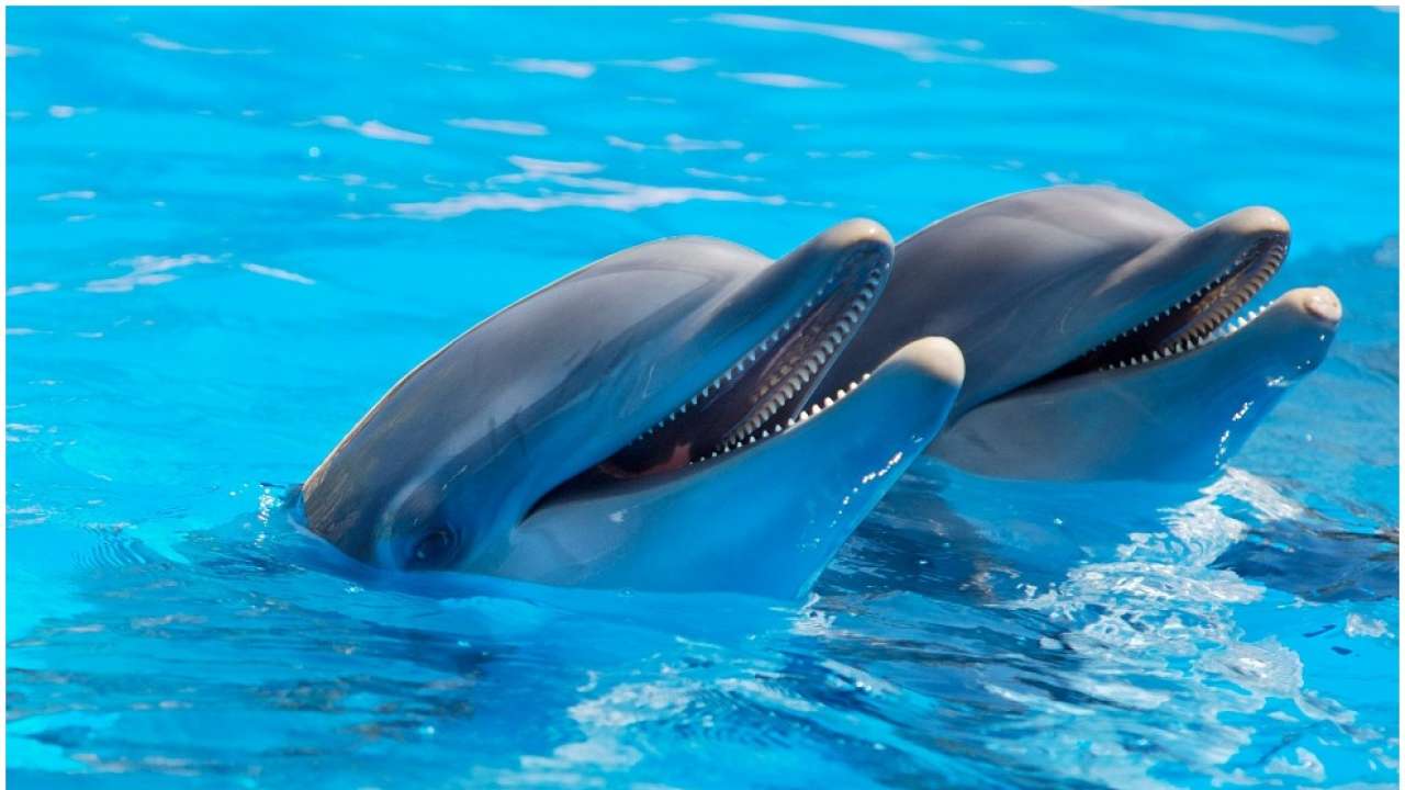 Dolphins with their faces outside the water