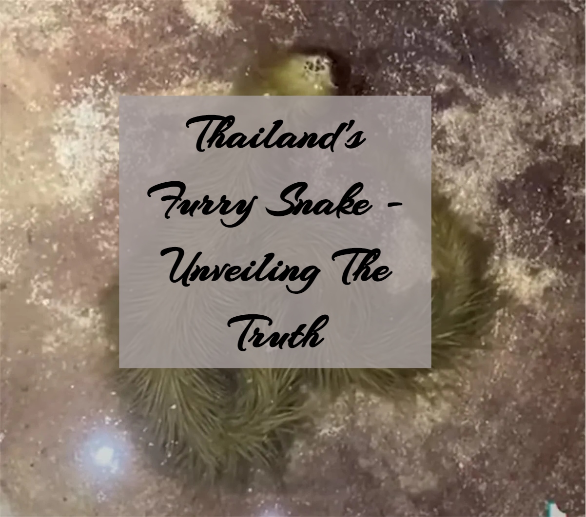 Thailand's Furry Snake - Unveiling The Truth