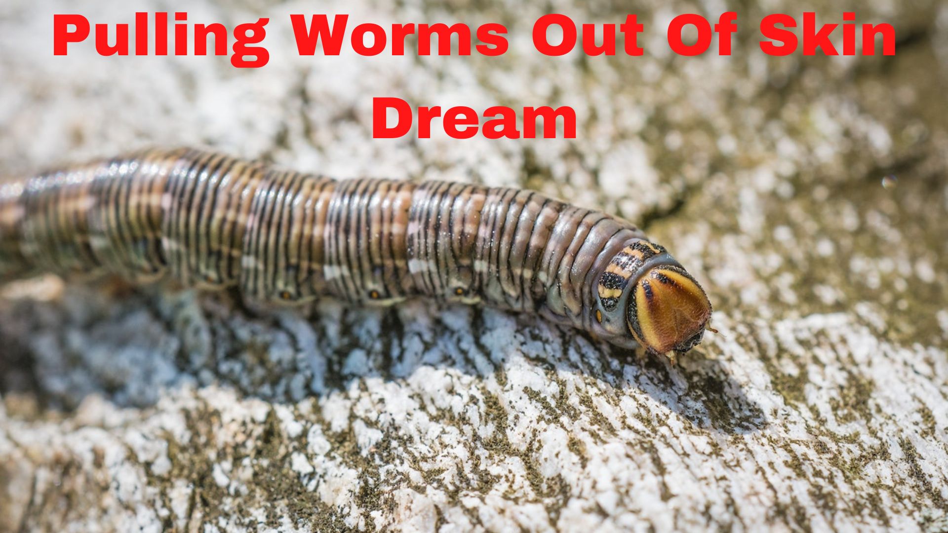 Pulling Worms Out Of Skin Dream - A Sign Of Power, Strength, Loyalty, And Intellect