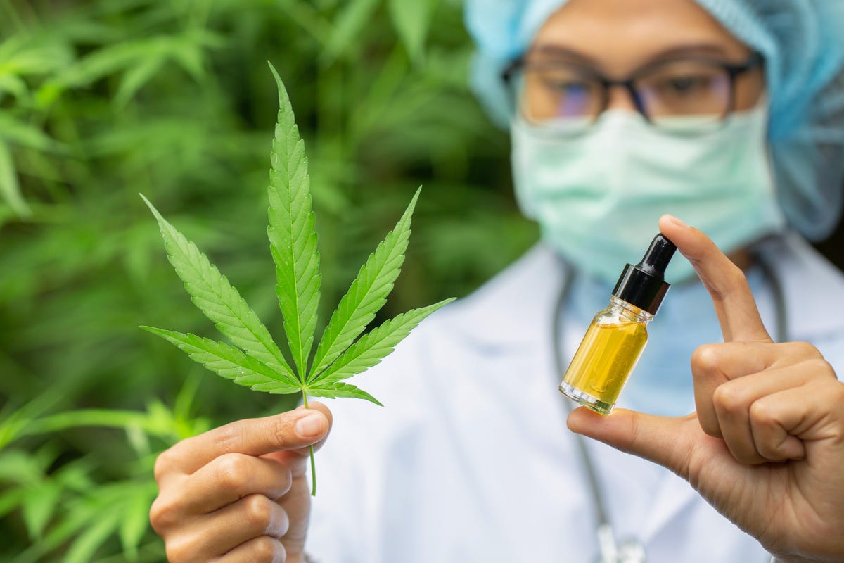 A researcher holding hemp leaf in one hand and CBD oil bottle in another hand