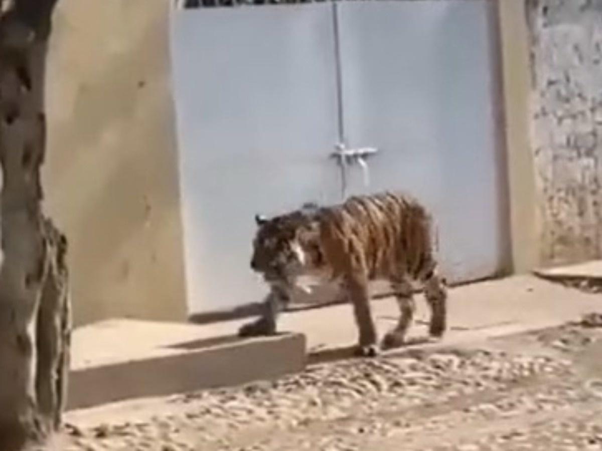 Bengal tiger wandering around the streets in Mexico