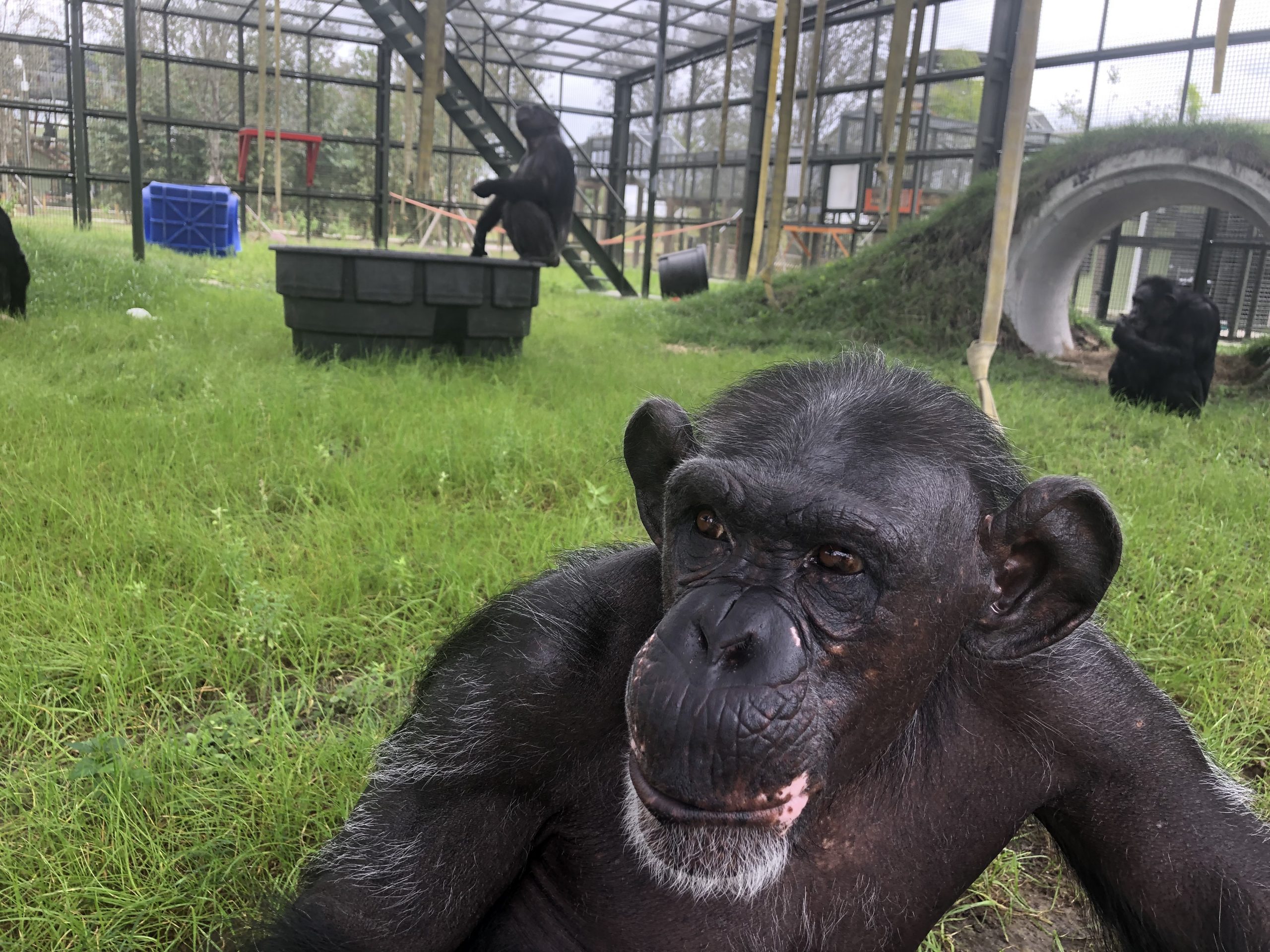 Chimpanzees in a cage with grass and things to play with.