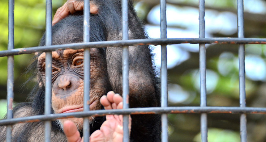 A chimpanzee in a cage.
