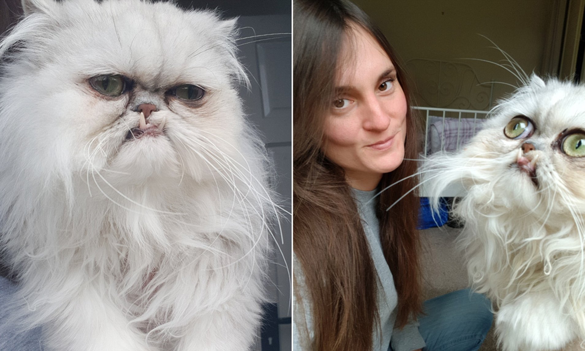 A white Persian cat named Wilfred chinchilla with his owner who is wearing a grey shirt