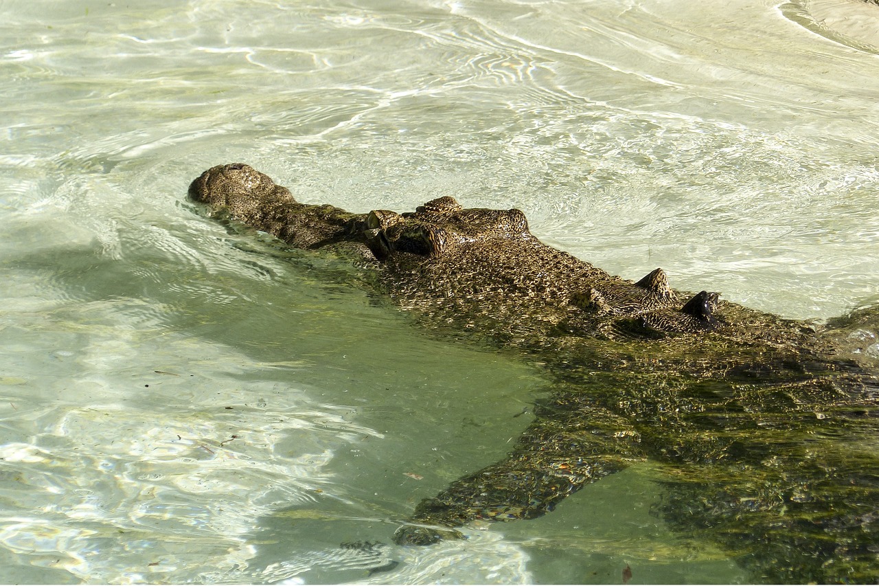 Snorkeler Escapes Crocodile Attack By Pulling His Head Away From Its Mouth