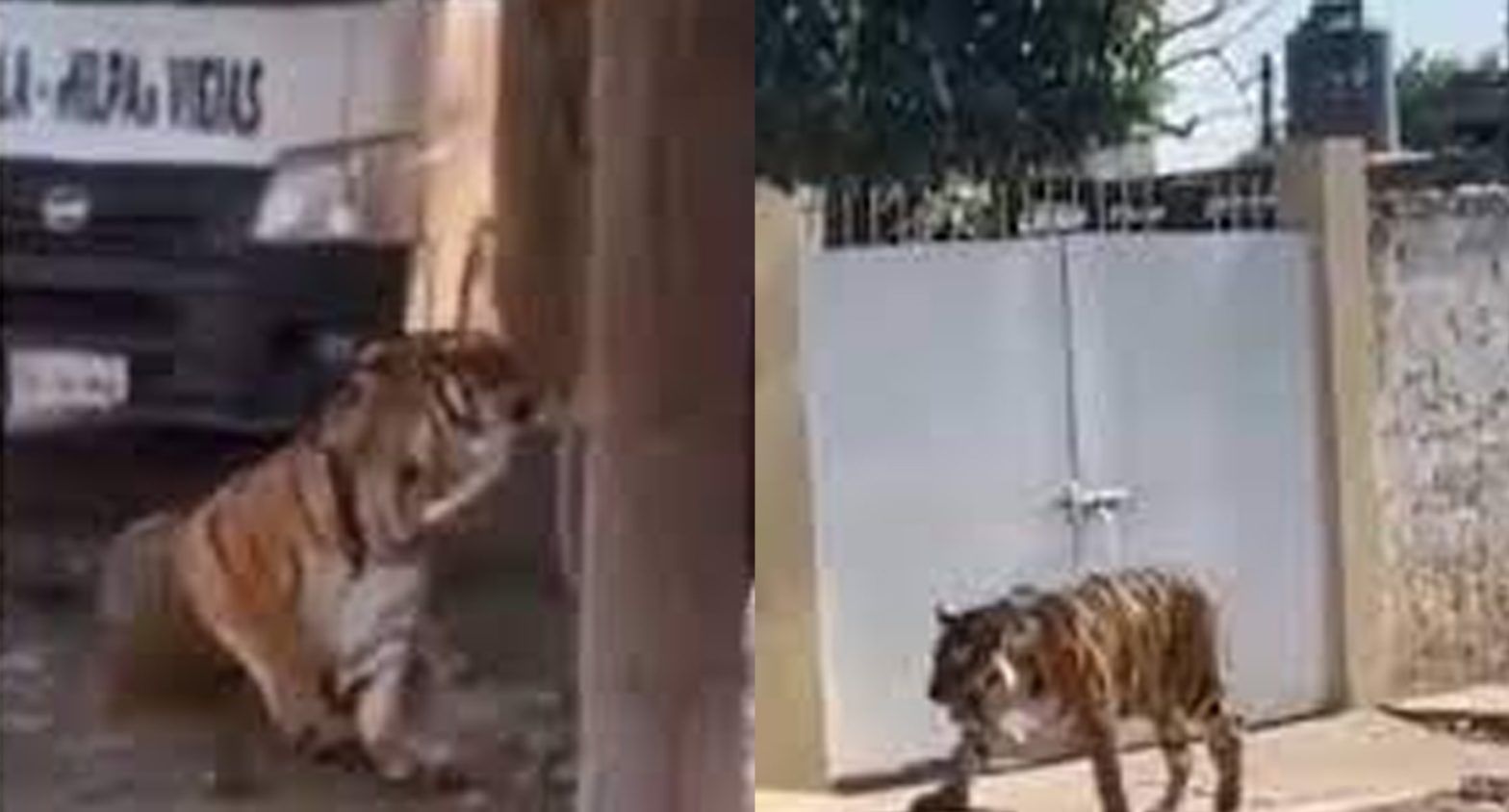 Bengal tiger sitting in front of a truck; Bengal tiger walking on the road