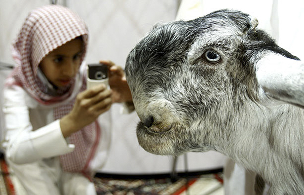 A boy wearing a red and white scarf is taking a picture of a black and white hairy Shami Damascus goat