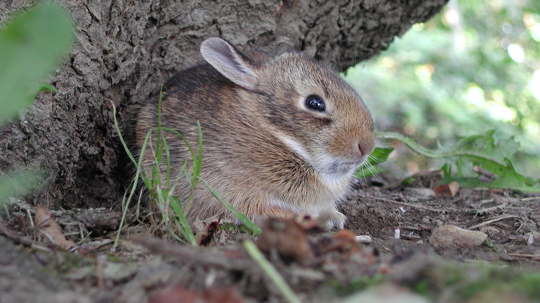 How Can You Tell If A Wild Baby Animal Needs Your Help?