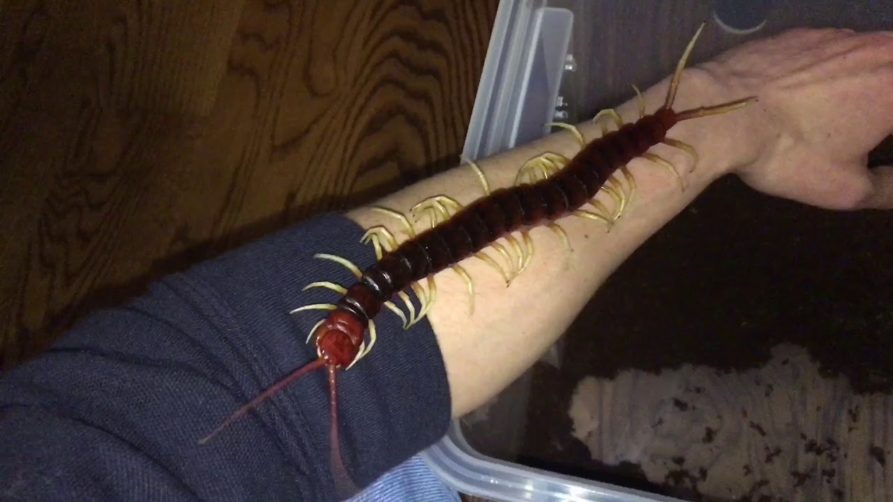 Giant centipede on the arm of a man