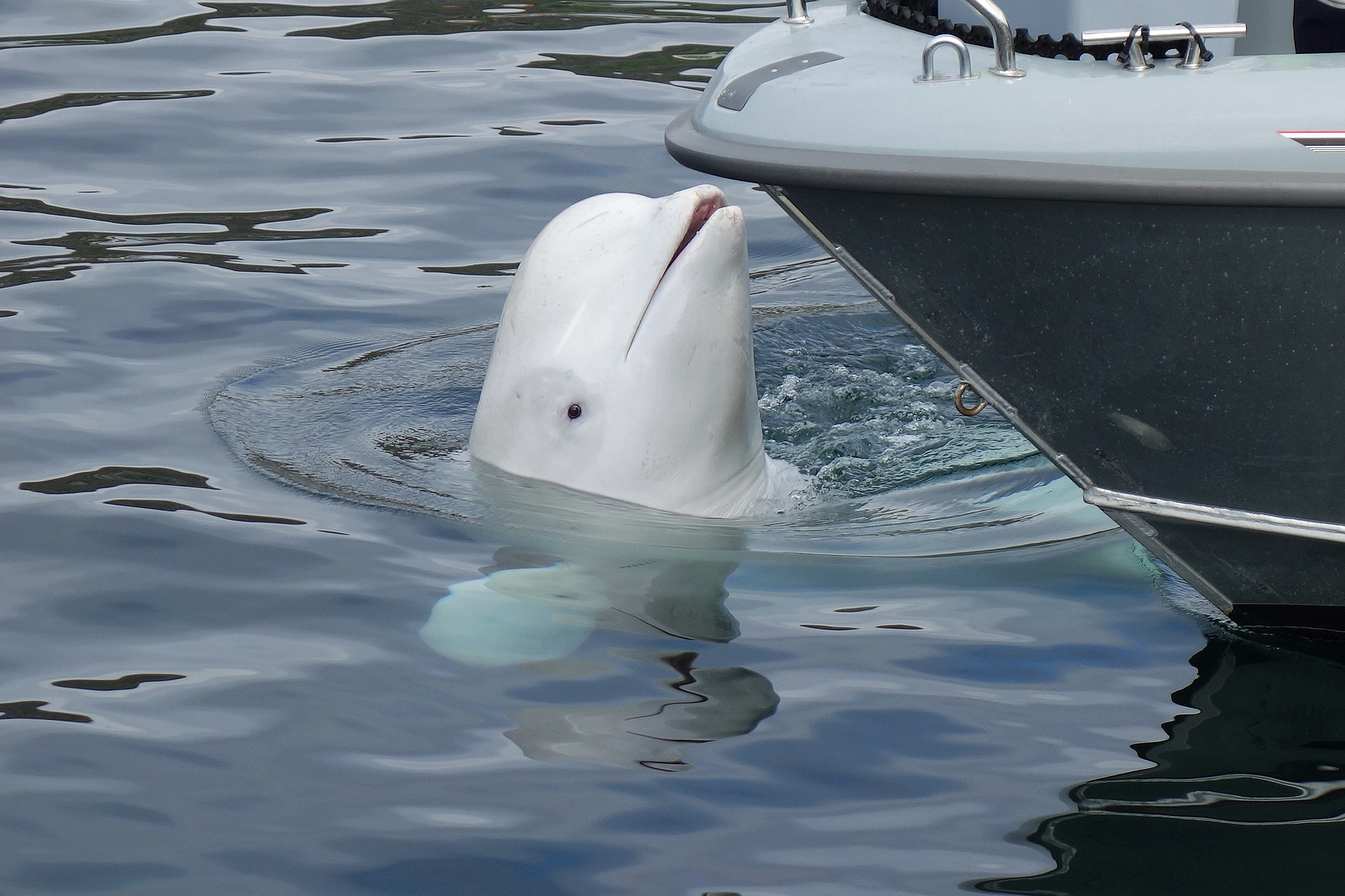 The Russian spy whale Hvaldimir near a boat in Sweden