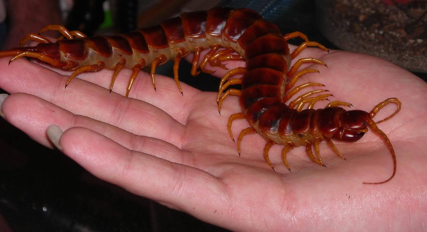 Brown giant centipede insect on the hand of a lady