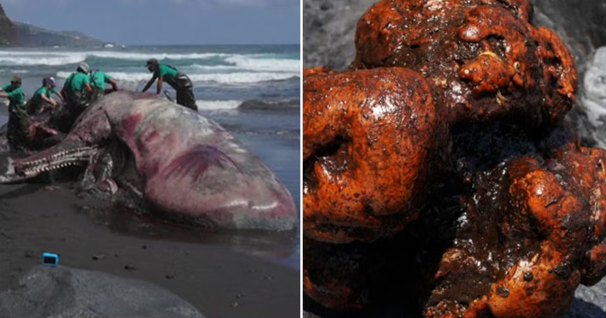 A whale found in La Palma island with $550K+ worth of floating gold (Ambergris)