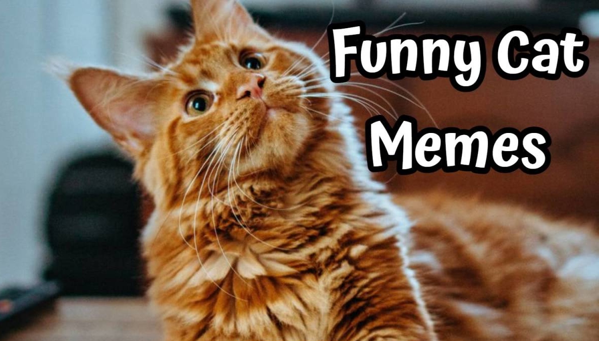 Funny Cat Memes - The Internet's Enduring Love For Feline Humor