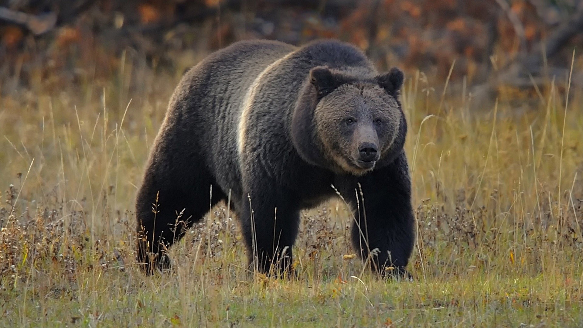 Montana Woman Found Dead After Grizzly Bear Mauling Near Yellowstone Identified
