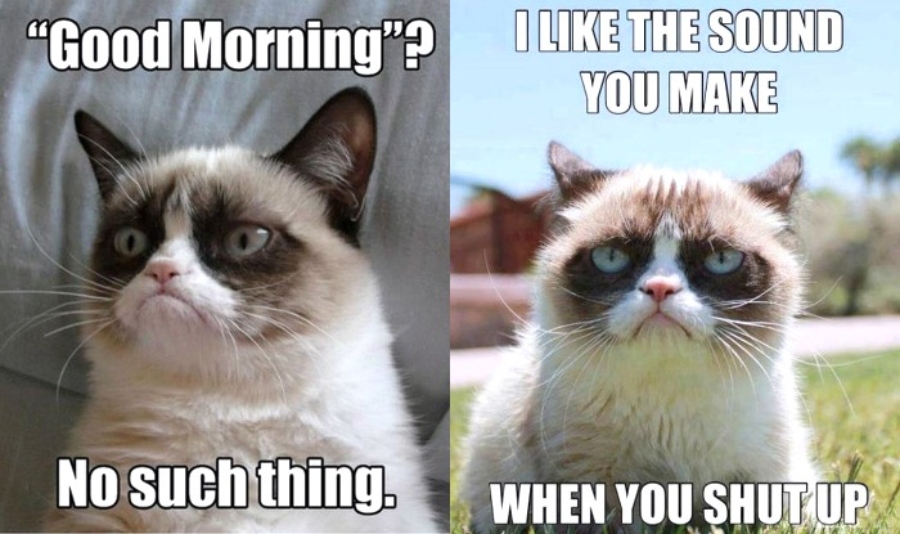 Two funny Grumpy Cat memes