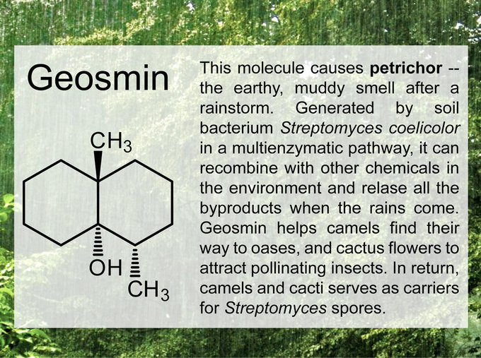 Geosmin Description
