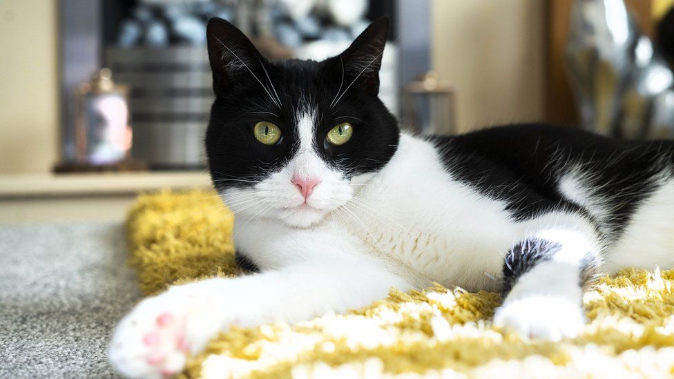 Deaf Owner's Support Cat Wins National Award For Exceptional Hearing Abilities