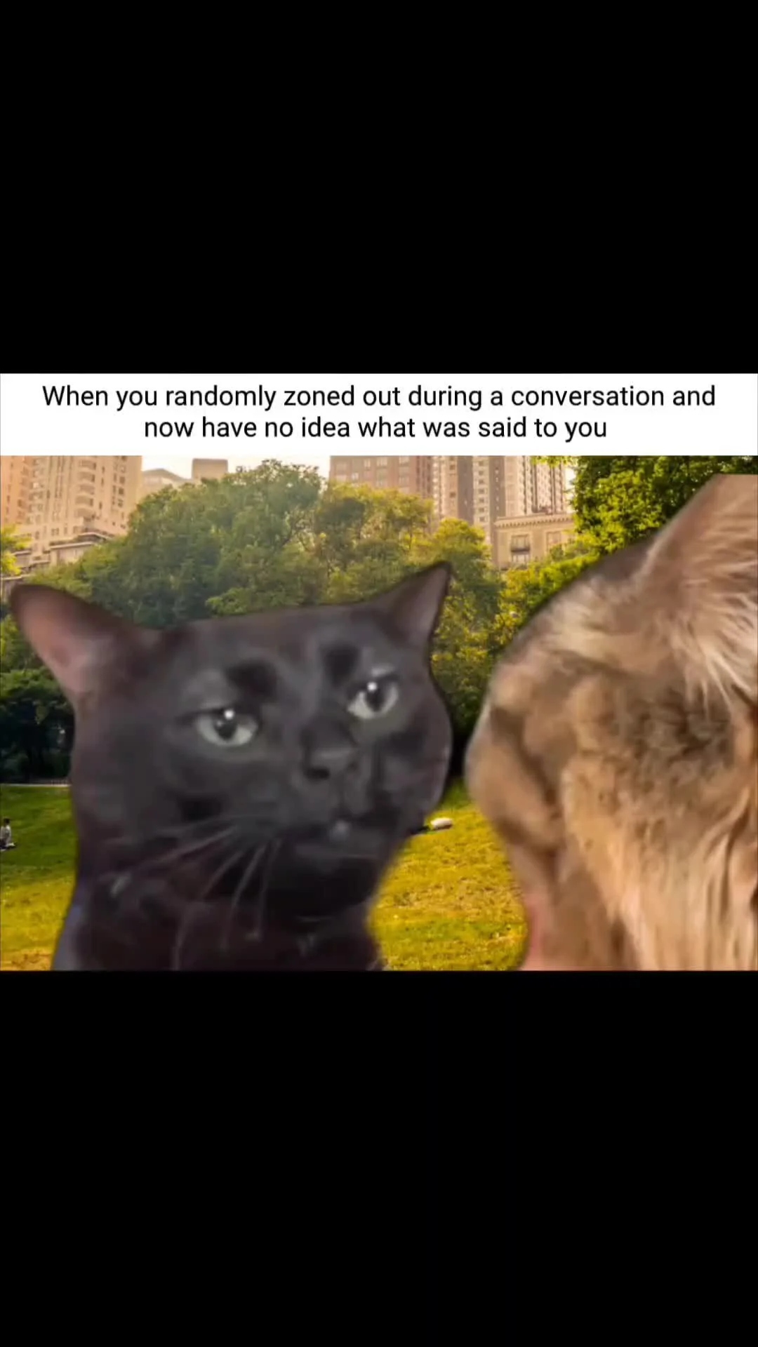Trending black cat meme