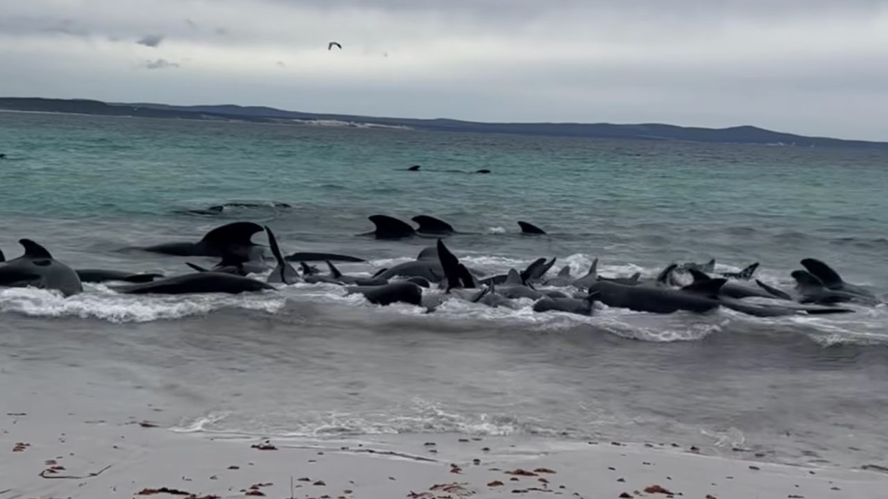 51 Pilot Whales Die In Mass Stranding As Officials Race To Save Dozens Of Others