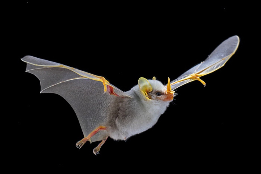 Honduran White Bats - The Cute Little Bats Species