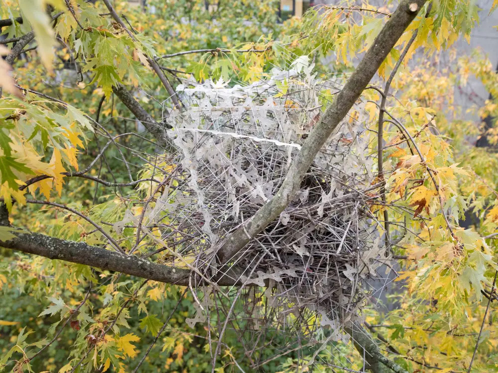 Birds Use Anti-Bird Spikes Within Nests To Get Revenge - Birds Turn The Tables