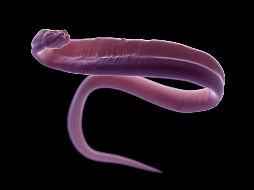 A rendering of a parasitic roundworm