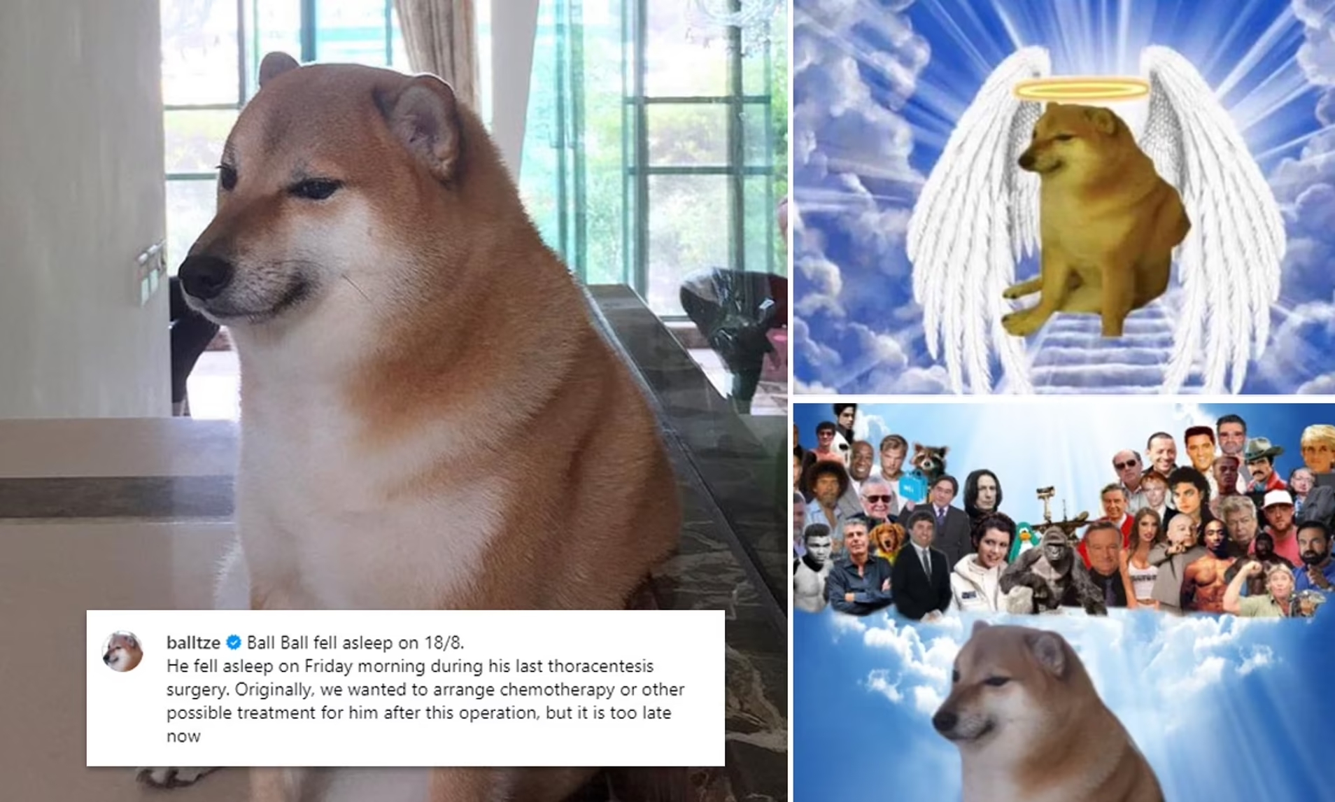 Famous Meme Dog Cheems Dies At 12 Due To Cancer