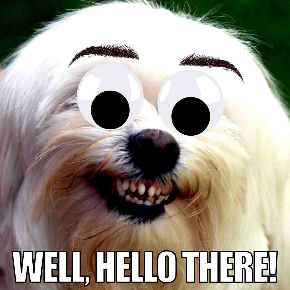 Funny dog Hello meme