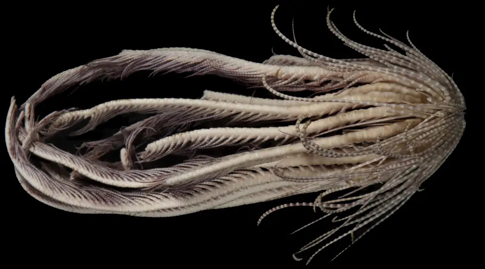 Scientists Found A Frightening New Sea Animal With 20 Arms