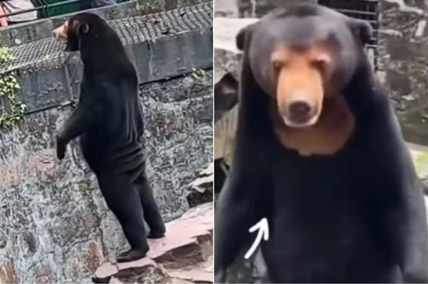 Zoo Denies Allegations That Star Attraction Is Actually A Man In Bear Costume