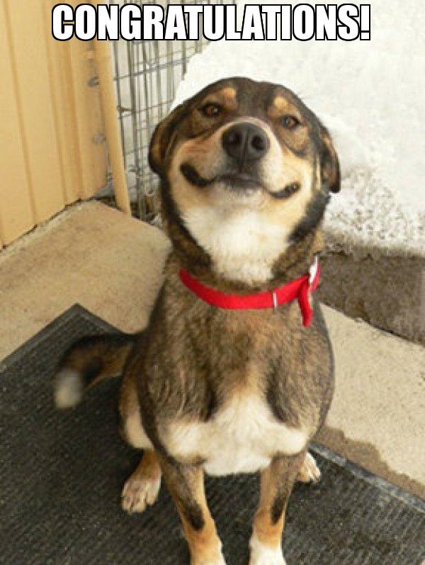 A dog smiling "Congratulations meme"
