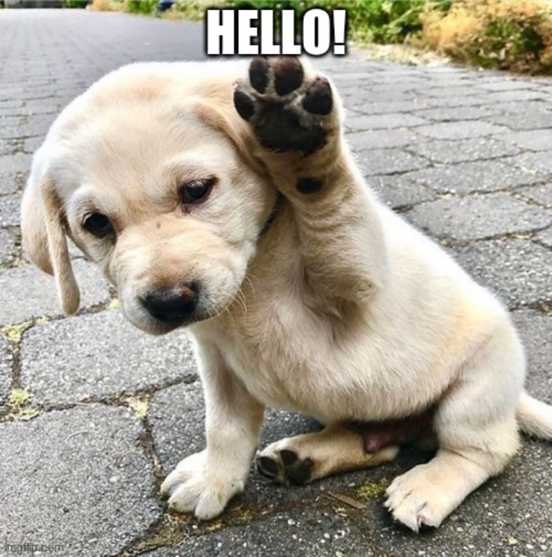 Cute puppy Hello meme