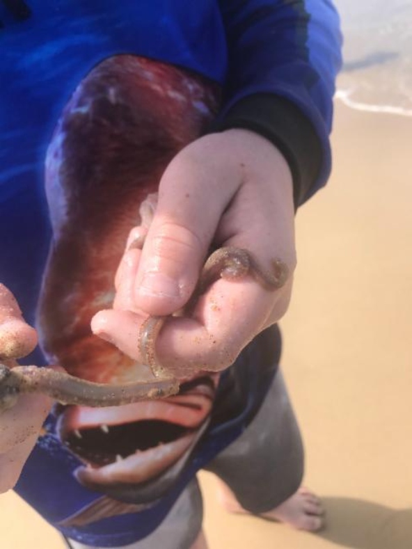 A man holding an Australonuphis worm