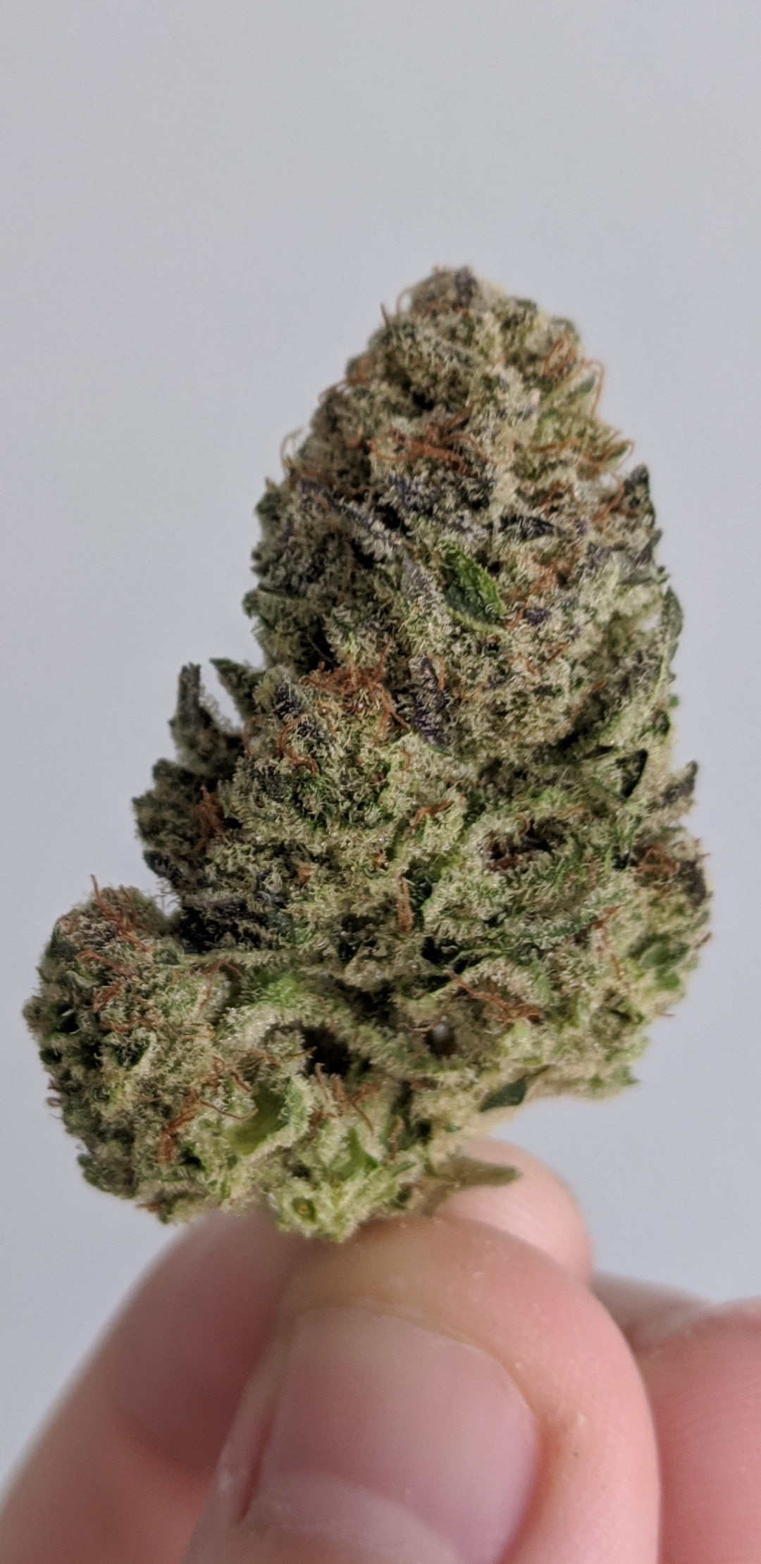 Mandarin Triangle Kush - A Potent And Flavorful Indica Hybrid