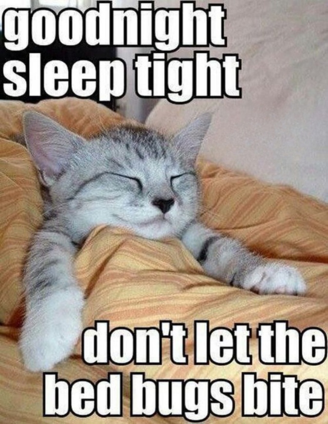 Cute kitten Good Night meme