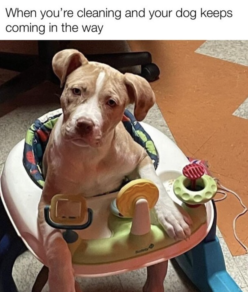 Dog Pet Ownership meme